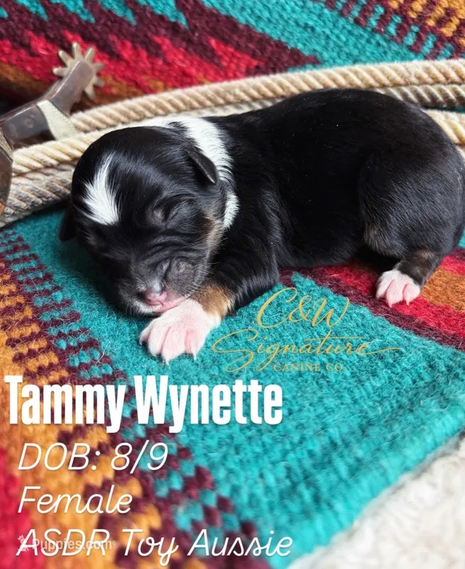 Tammy Wynette – Toy Australian Shepherd puppy for sale in Kenedy, TX