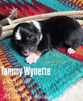 Tammy Wynette, a female Toy Australian Shepherd for sale in Kenedy, TX – 1 of 1