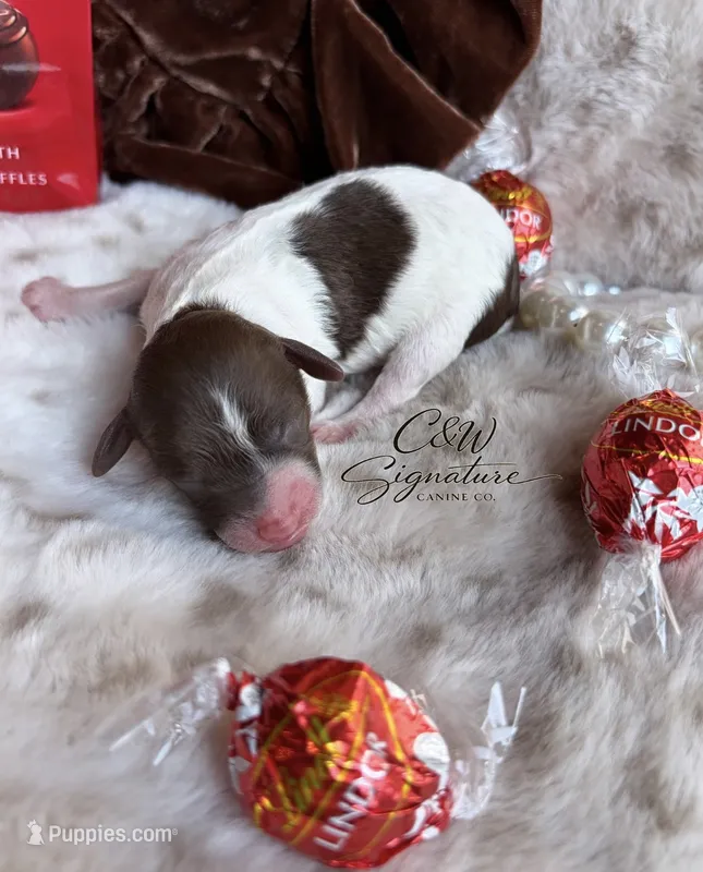 Lindor – Poodle - Toy  puppy for sale in Kenedy, TX