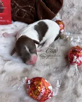 Lindor, a male Poodle - Toy  for sale in Kenedy, TX – 1 of 1