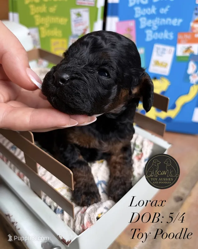 Lorax – Poodle - Toy  puppy for sale in Kenedy, TX