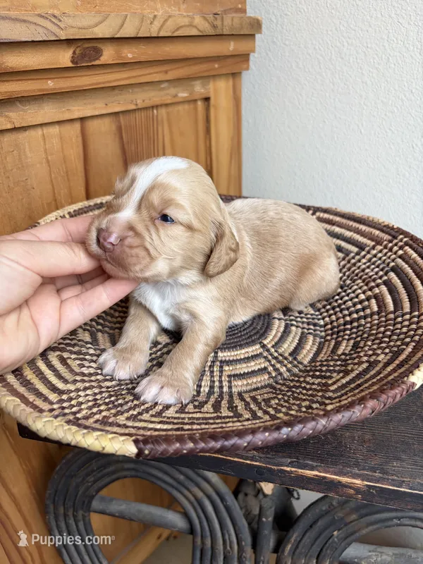 Ruger  – English Cocker Spaniel puppy for sale in Kenedy, TX