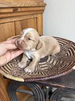 Ruger , a male English Cocker Spaniel for sale in Kenedy, TX – 1 of 5