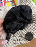 Mayzie, a female Poodle - Toy  for sale in Kenedy, TX – 2 of 2