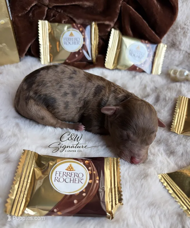 Ferrero – Poodle - Toy  puppy for sale in Kenedy, TX