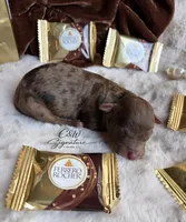 Ferrero, a male Poodle - Toy  for sale in Kenedy, TX – 1 of 3
