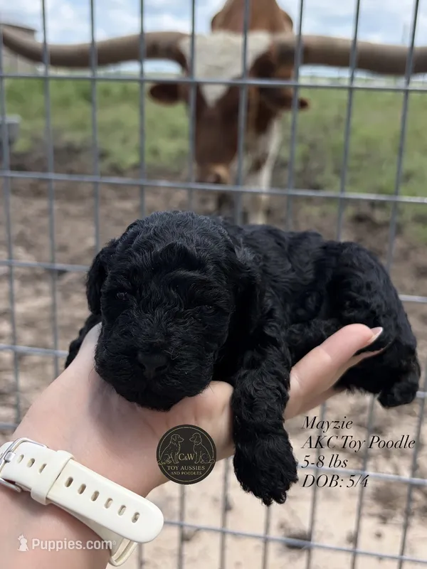 Mayzie – Poodle - Toy  puppy for sale in Kenedy, TX