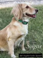 Ruger , a male English Cocker Spaniel for sale in Kenedy, TX – 4 of 5