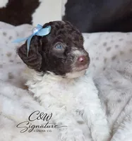 Hershey, a male Poodle - Toy  for sale in Kenedy, TX – 3 of 5