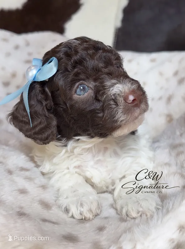 Hershey – Poodle - Toy  puppy for sale in Kenedy, TX