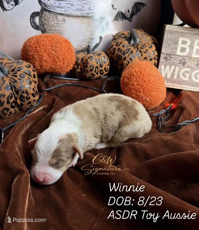 Winnie – Toy Australian Shepherd puppy for sale in Kenedy, TX