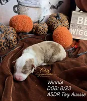 Winnie, a female Toy Australian Shepherd for sale in Kenedy, TX – 1 of 3