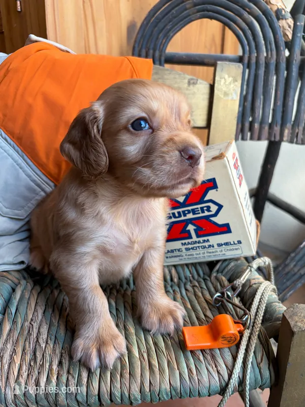 Parker – English Cocker Spaniel puppy for sale in Kenedy, TX
