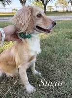 Parker, a male English Cocker Spaniel for sale in Kenedy, TX – 4 of 5