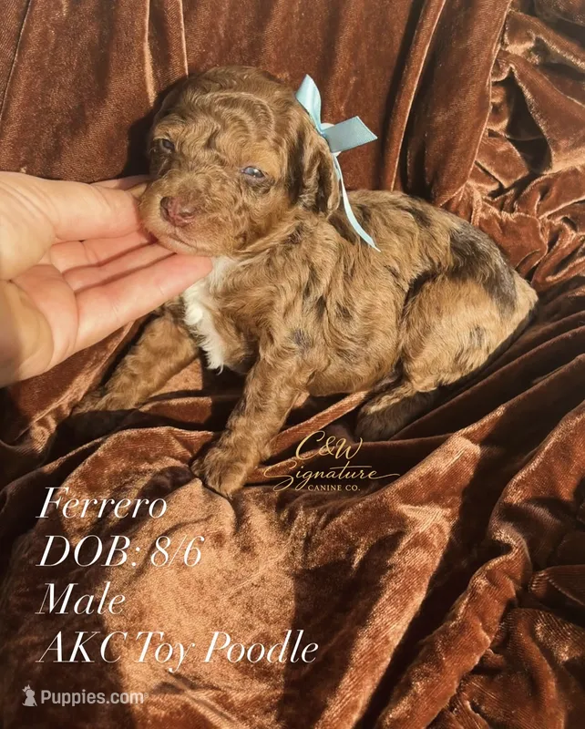Ferrero – Poodle - Toy  puppy for sale in Kenedy, TX