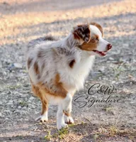 Max, a male Toy Australian Shepherd for sale in Kenedy, TX – 2 of 3