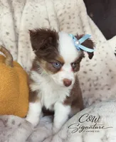 Binx, a male Toy Australian Shepherd for sale in Kenedy, TX – 4 of 7