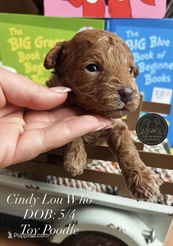 Cindy Lou Who – Poodle - Toy  puppy for sale in Kenedy, TX