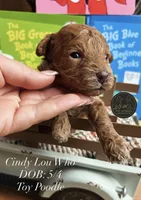 Cindy Lou Who, a female Poodle - Toy  for sale in Kenedy, TX – 1 of 1