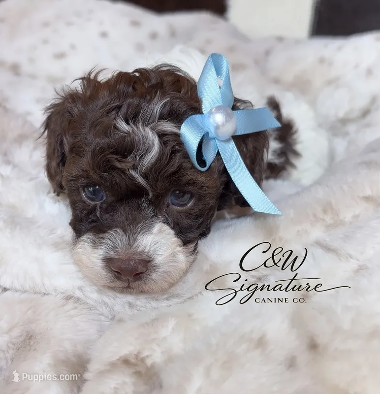 Lindor – Poodle - Toy  puppy for sale in Kenedy, TX
