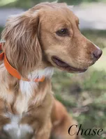 Parker, a male English Cocker Spaniel for sale in Kenedy, TX – 3 of 5