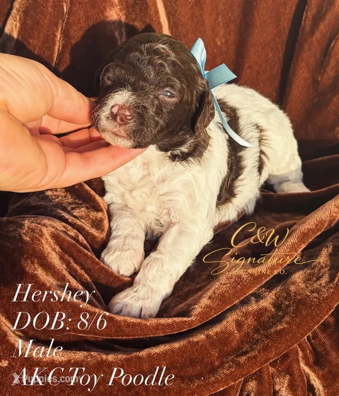 Hershey – Poodle - Toy  puppy for sale in Kenedy, TX