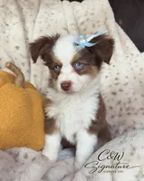Binx, a male Toy Australian Shepherd for sale in Kenedy, TX – 3 of 7
