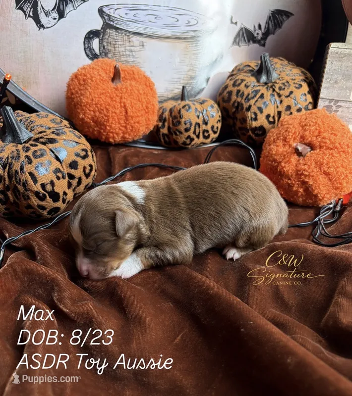 Max – Toy Australian Shepherd puppy for sale in Kenedy, TX