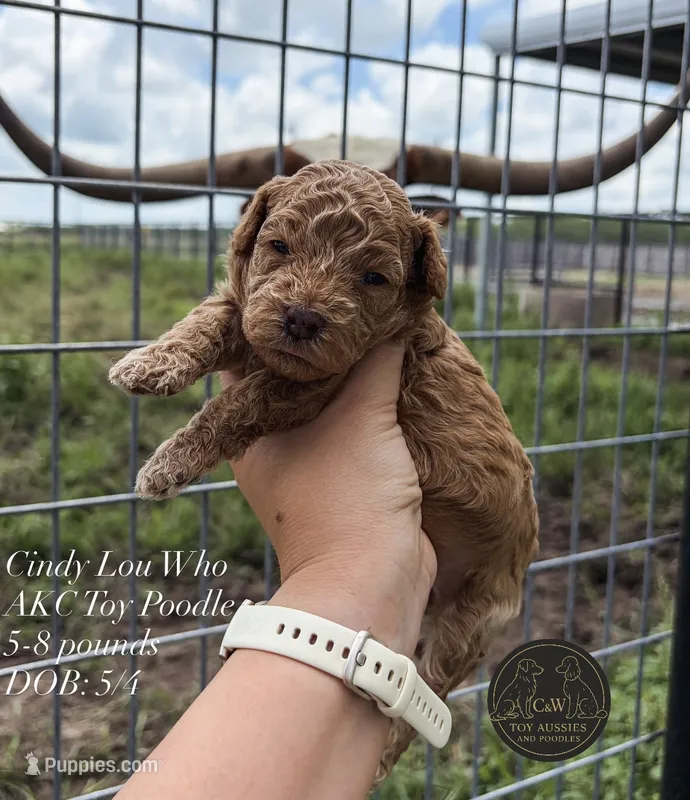Cindy Lou Who – Poodle - Toy  puppy for sale in Kenedy, TX