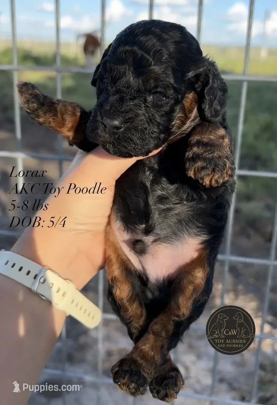 Lorax – Poodle - Toy  puppy for sale in Kenedy, TX