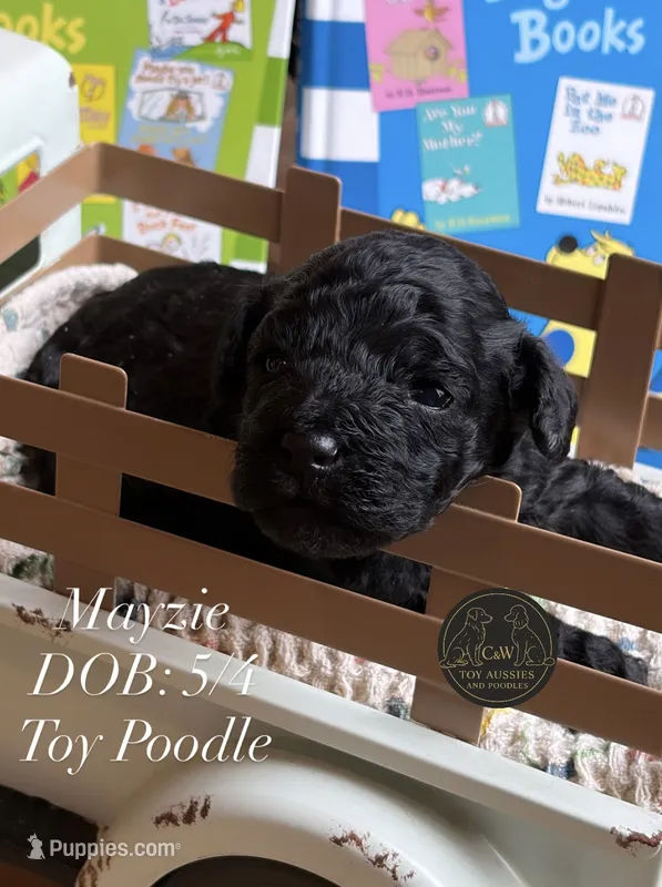 Mayzie – Poodle - Toy  puppy for sale in Kenedy, TX