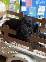 Mayzie, a female Poodle - Toy  for sale in Kenedy, TX – 1 of 2
