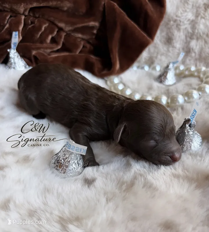 Kisses – Poodle - Toy  puppy on hold in Kenedy, TX