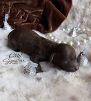 Kisses, a female Poodle - Toy  for sale in Kenedy, TX – 1 of 1