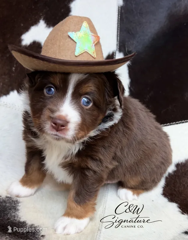 George Jones  – Toy Australian Shepherd puppy for sale in Kenedy, TX
