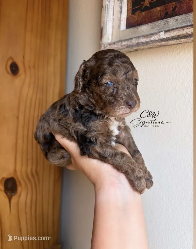 Ferrero – Poodle - Toy  puppy for sale in Kenedy, TX