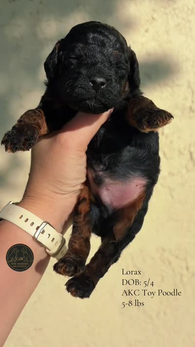 Lorax, a male Poodle - Toy  for sale in Kenedy, TX – 2 of 2