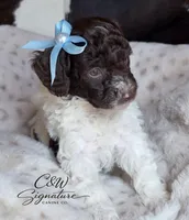 Hershey, a male Poodle - Toy  for sale in Kenedy, TX – 2 of 5