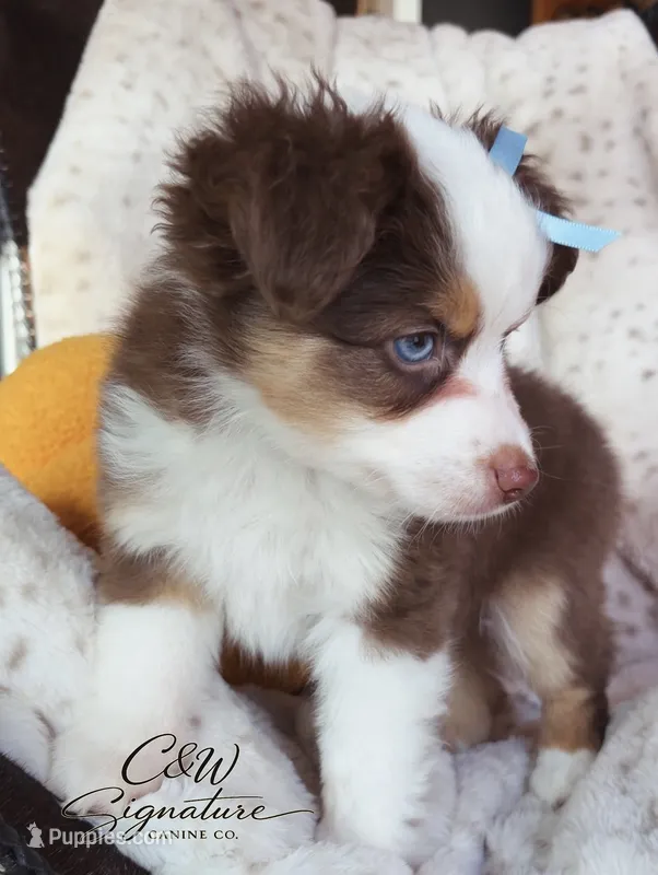 Binx, a male Toy Australian Shepherd for sale in Kenedy, TX – 1 of 7