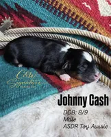 John Cash , a male Toy Australian Shepherd for sale in Kenedy, TX – 1 of 1