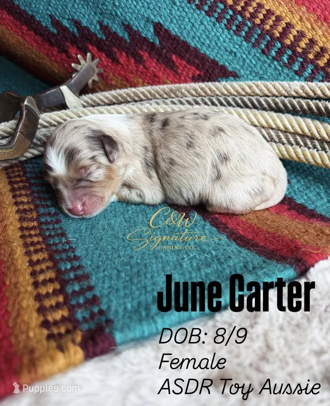 June Carter – Toy Australian Shepherd puppy for sale in Kenedy, TX