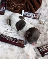 Hershey, a male Poodle - Toy  for sale in Kenedy, TX – 1 of 1