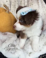 Binx, a male Toy Australian Shepherd for sale in Kenedy, TX – 2 of 7
