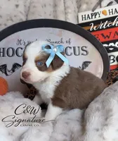 Binx, a male Toy Australian Shepherd for sale in Kenedy, TX – 7 of 7