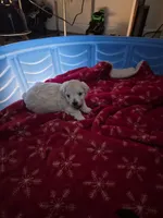 Mellow, a male Maltipoo for sale in Homestead, FL – 2 of 5