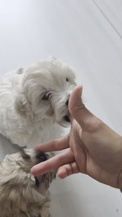 Mellow, a male Maltipoo for sale in Miami, FL – 4 of 4