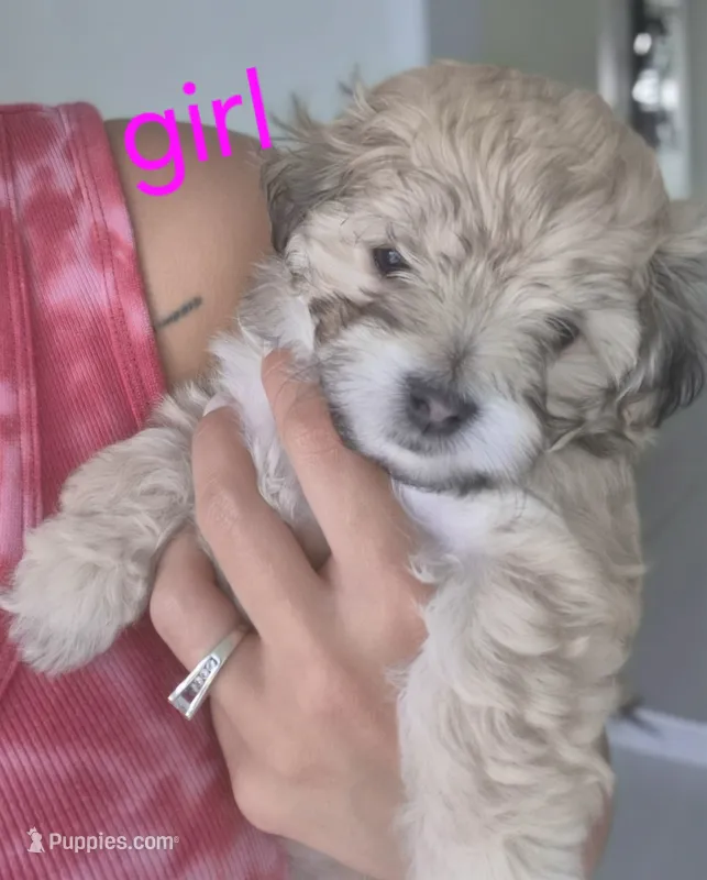 Caramel – Maltipoo puppy for sale in Homestead, FL
