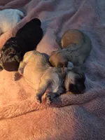 Mocha, a female Maltipoo for sale in Homestead, FL – 2 of 5