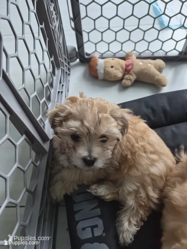 Toy Maltipoo (Mocha) – Maltipoo puppy for sale in Miami, FL