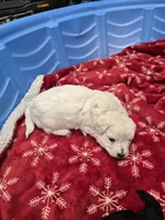 Mellow, a male Maltipoo for sale in Homestead, FL – 3 of 5